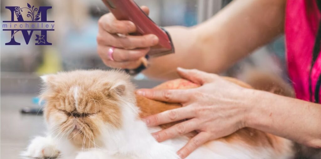 The 5 Best Cat Grooming Services in Singapore's Homepage