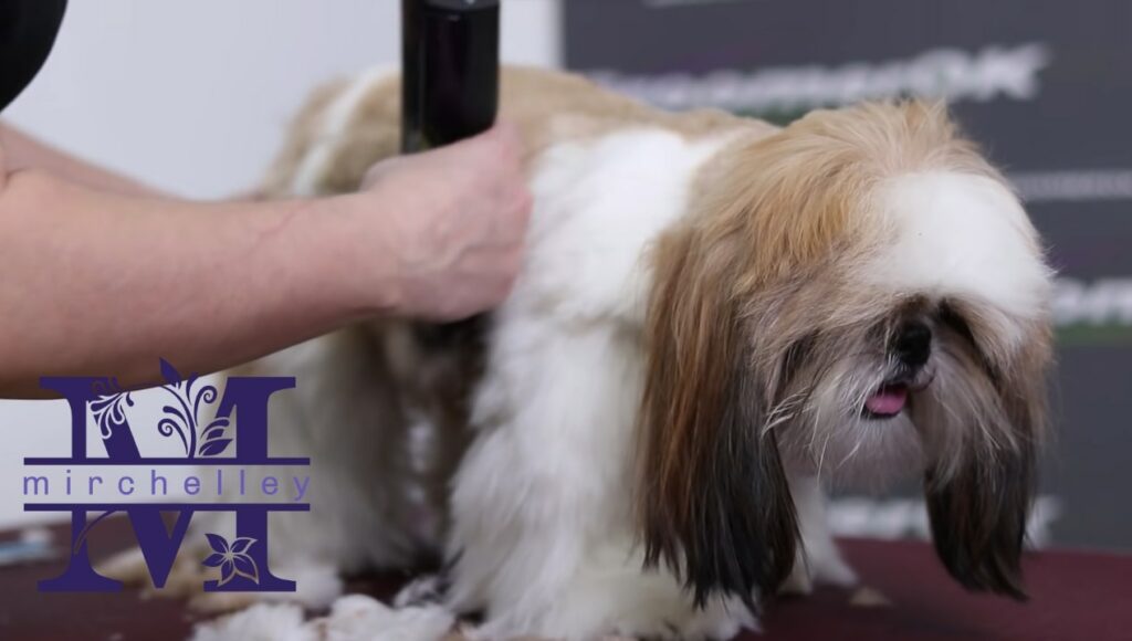 Top 5 Pet Grooming Salons in Singapor's Homepage