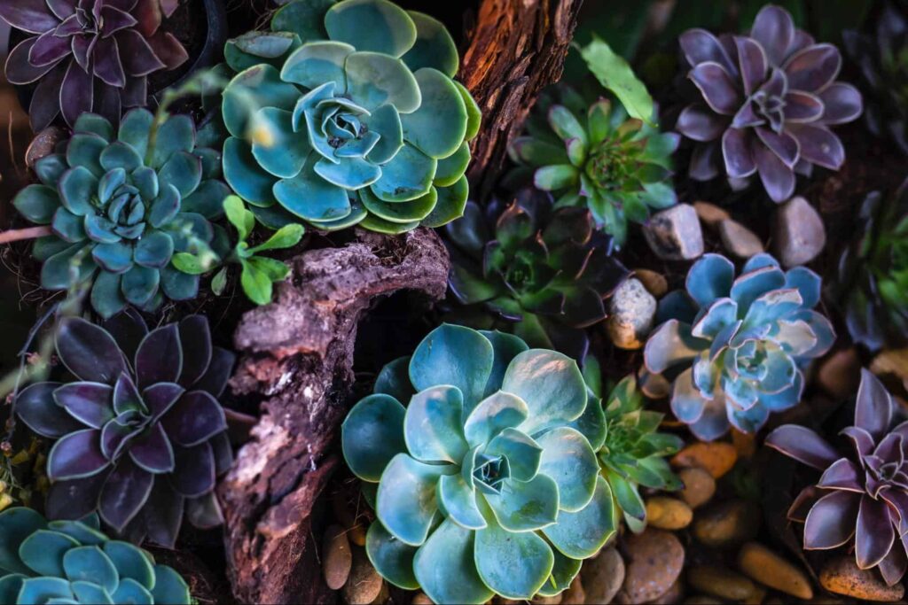 Small Plants