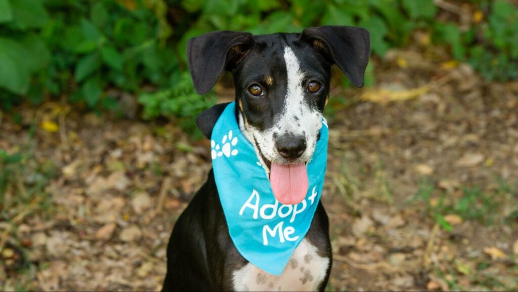 Best Dog Adoption Centers in Singapore