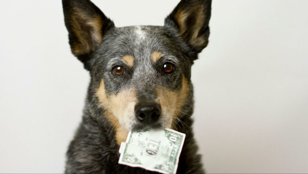 How much does dog adoption cost in Singapore