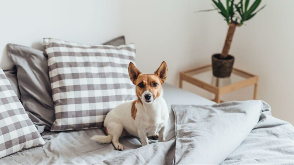 Living Space and Housing Regulations