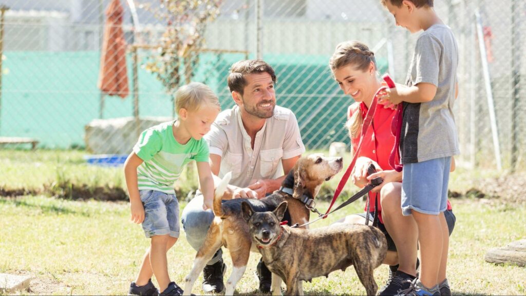What to Do during Pet Adoption