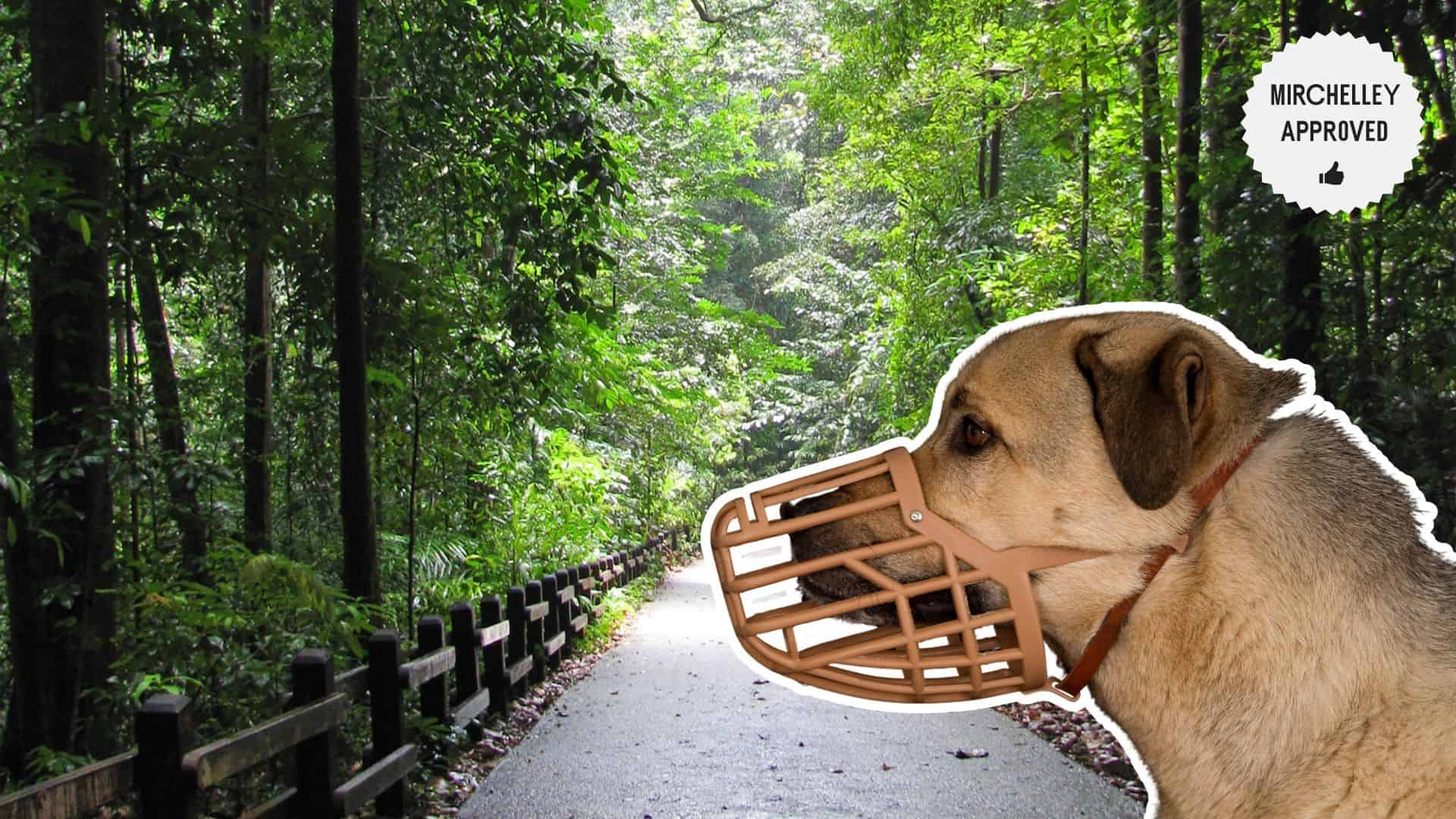 A Complete Guide for First-Time Dog Owners in Singapore [2026]