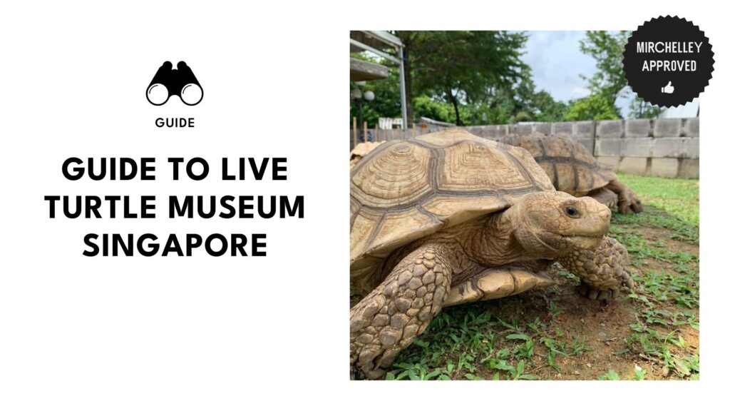 live-turtle-museum-banner